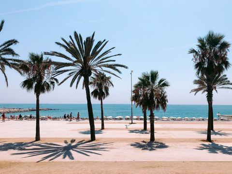 Palm trees casting long shadows across the seafront promenade at La Barceloneta beach, Barcelona