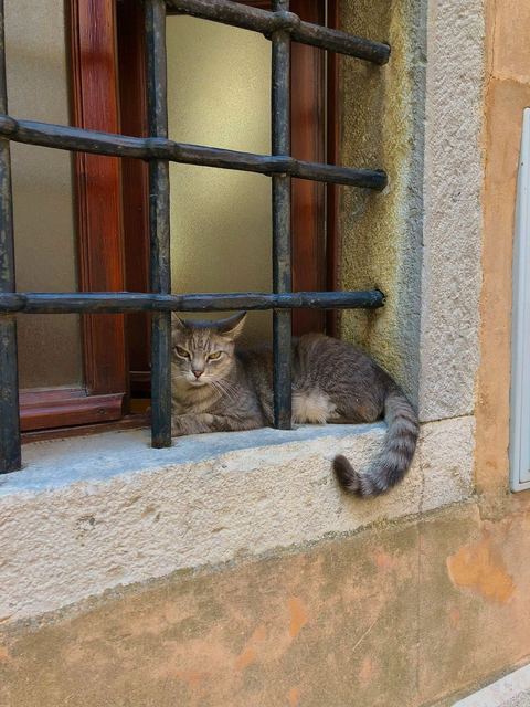 A tabby cat resting on a stone window ledge behind iron bars in Motovun